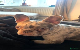 French Bulldog dogs for sale: Lilac merle French bulldog - carries isabella - Image 5