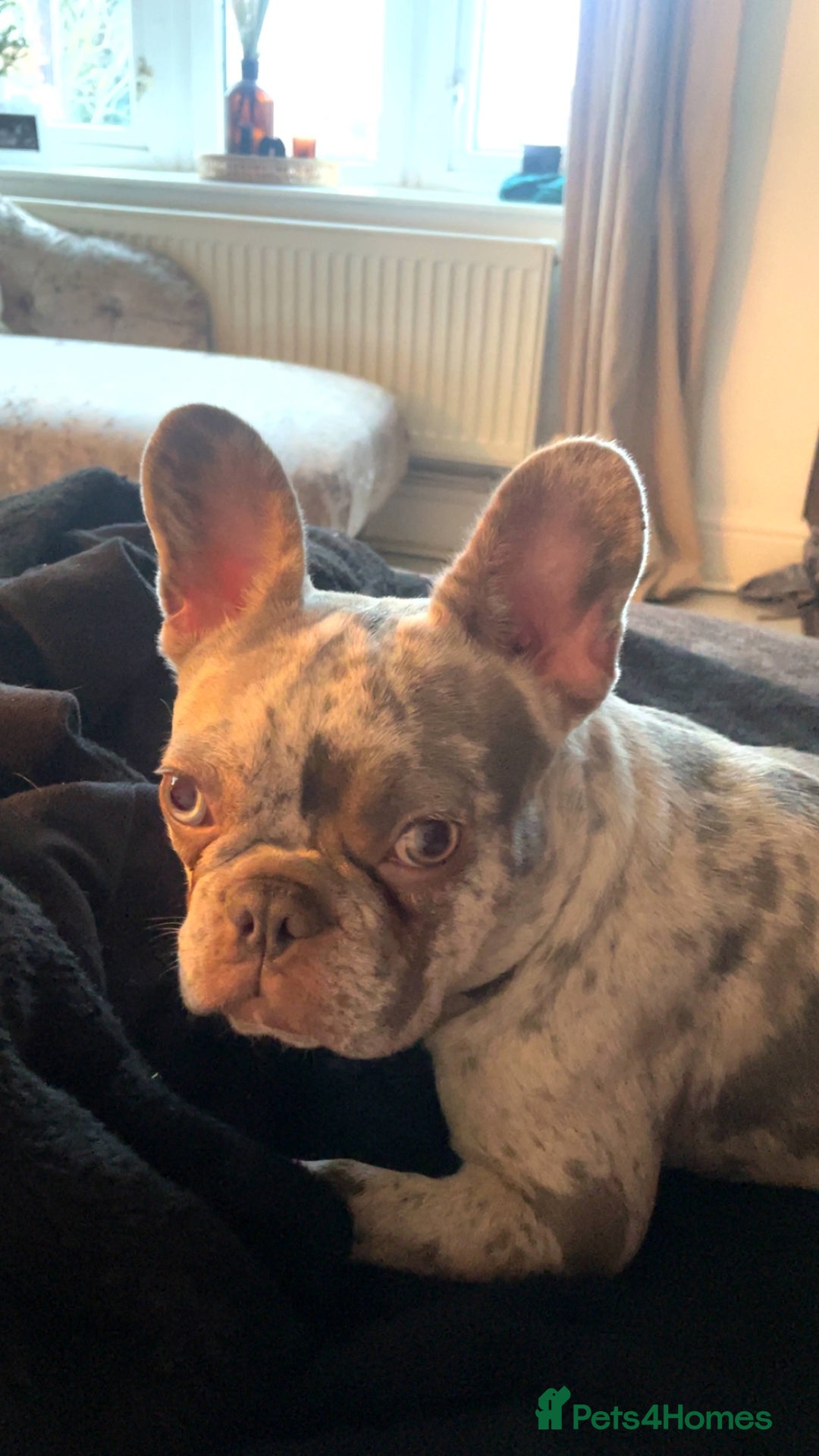 French Bulldog dogs for sale: Lilac merle French bulldog - carries isabella - Image 5