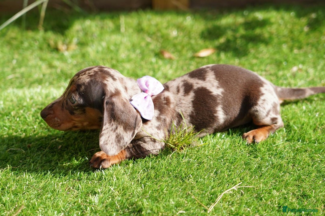 Miniature Dachshund dogs for sale: MINIATURE DACHSHUND PUPPIES PRA CLEAR - Image 4