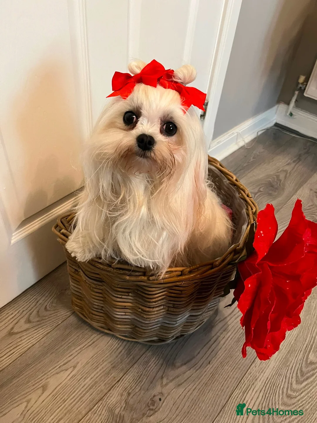 Maltese dogs for sale: Gorgeous Maltese Puppies  - Advert 1
