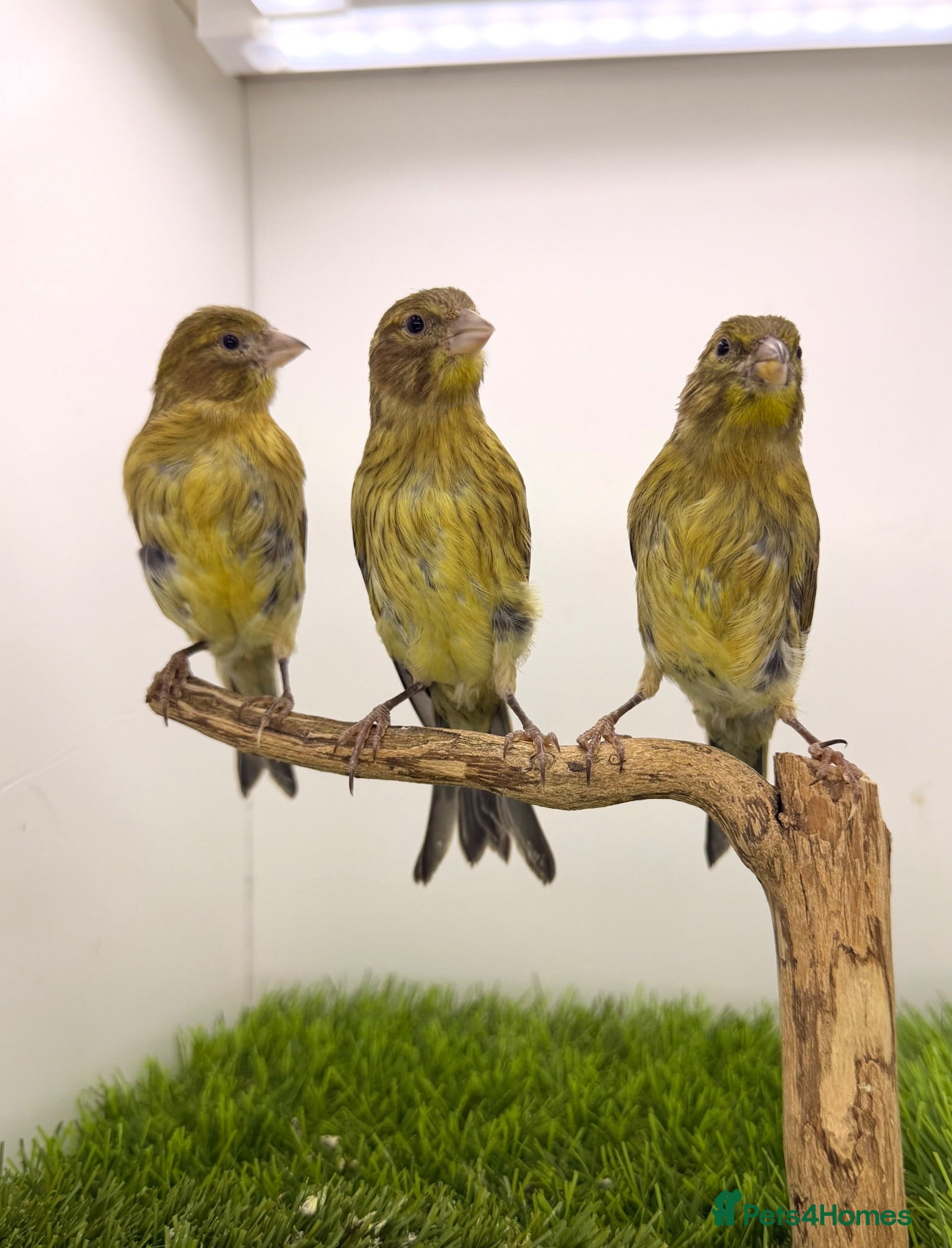 Canaries birds 2026 canaries available  - Advert 9