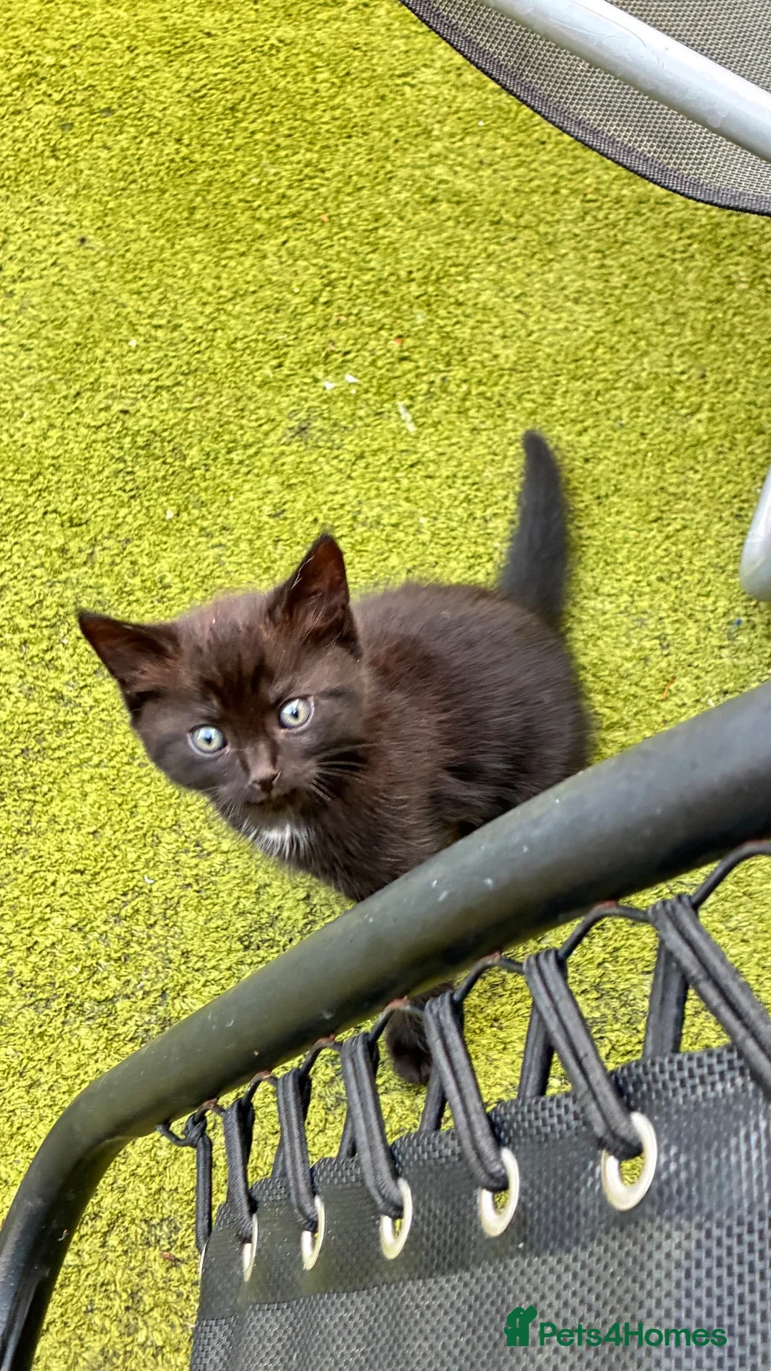 Mixed Breed cats for sale: Kitty  - Advert 5