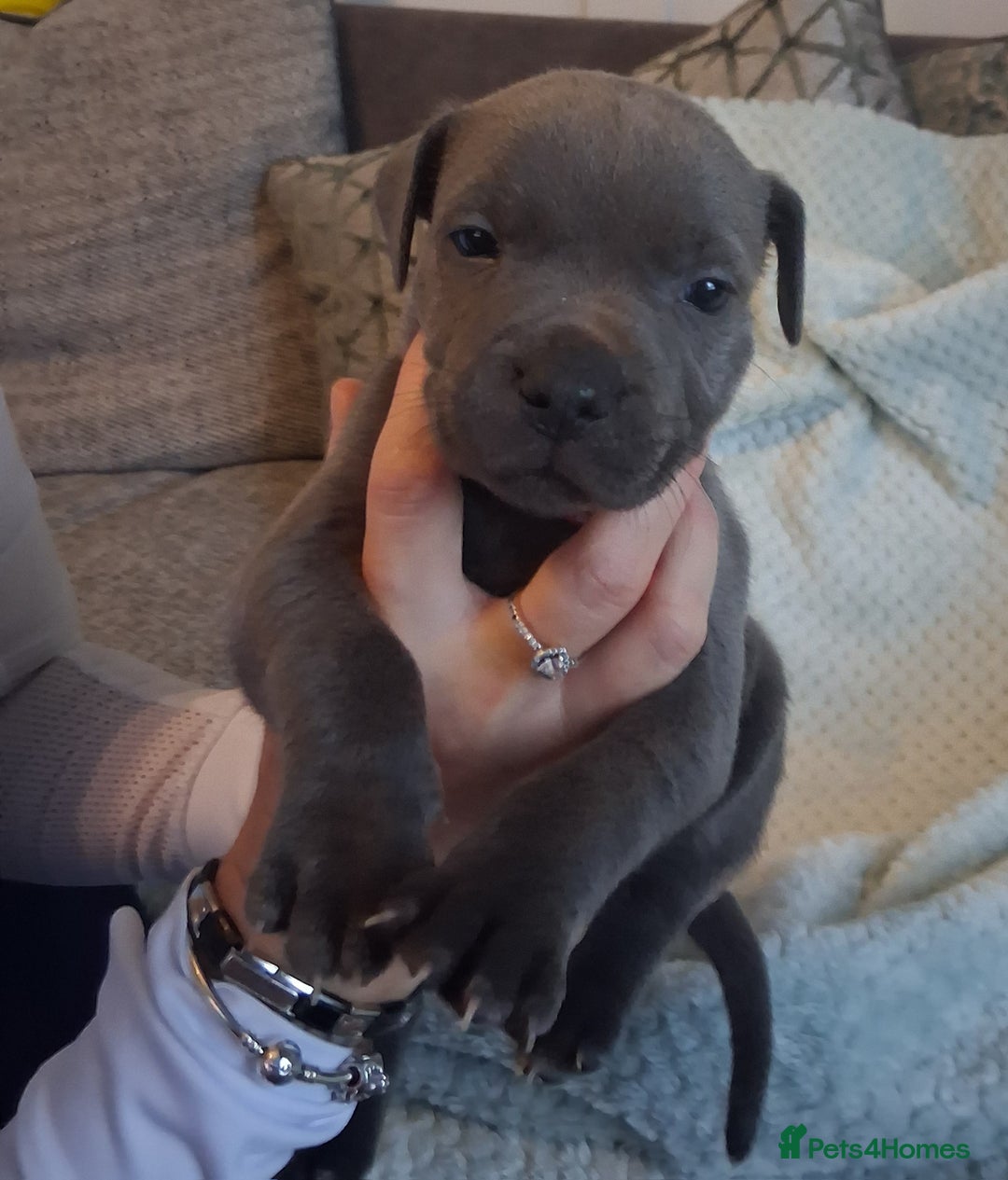 Staffordshire Bull Terrier dogs for sale: Staffordshire bull terrier puppies  - Advert 6
