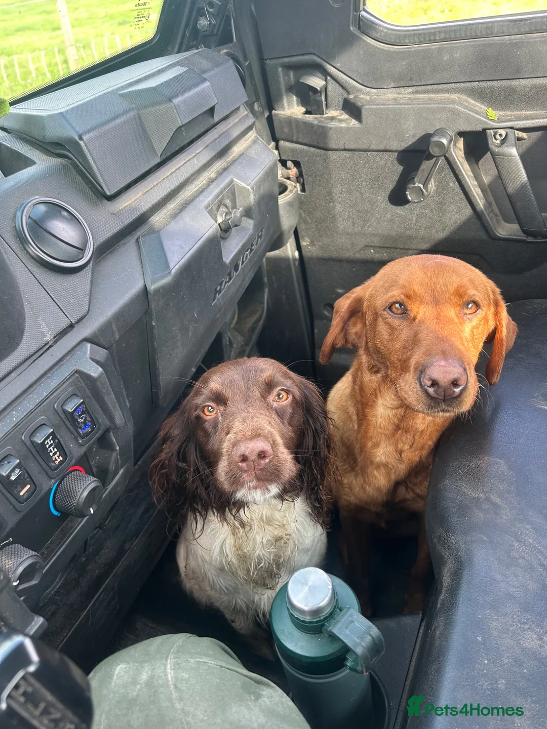 Labrador Retriever dogs for sale: Fox red girl in Stirling - Advert 1