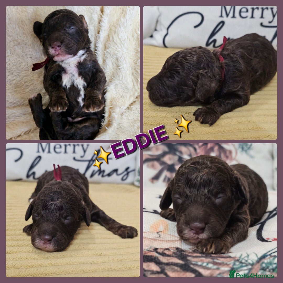 Cavapoo dogs for sale: STUNNING FULLY HEALTH TESTED F1B CAVAPOO  - Advert 39