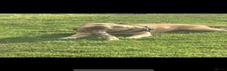 American Bully dogs for sale: American bully - Advert 1