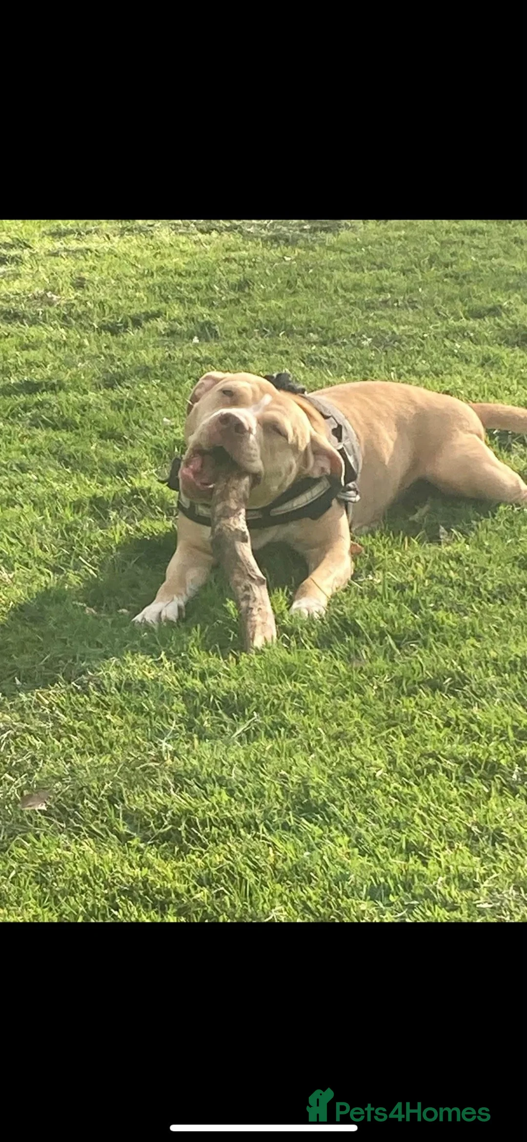 American Bully dogs for sale: American bully - Advert 1