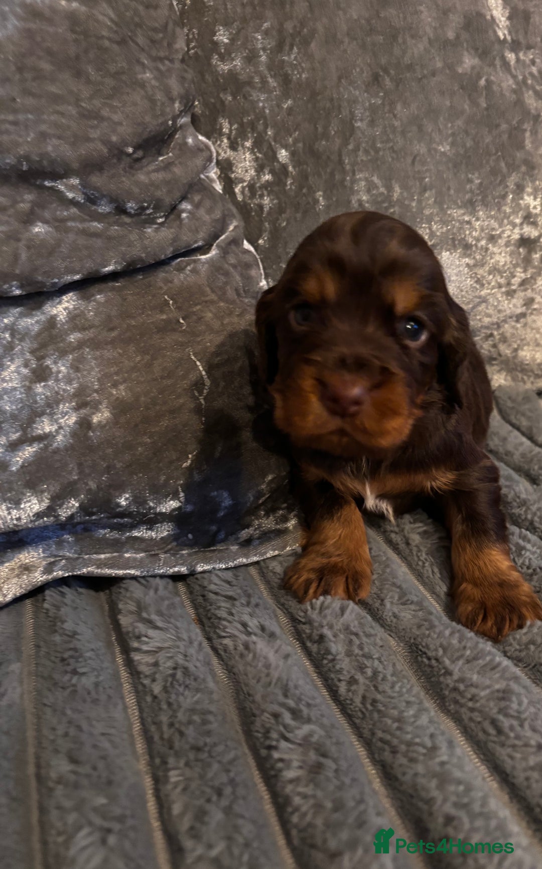 Cocker Spaniel dogs for sale: 8 beautiful cocker Spaniel puppies  - Advert 11