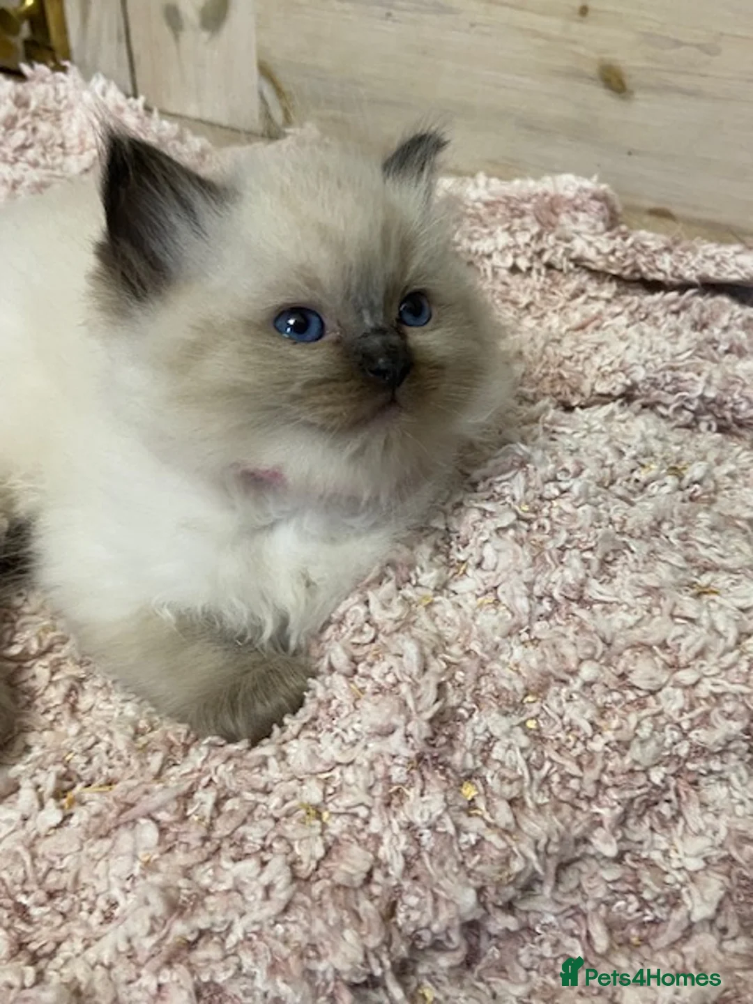 Ragdoll cats for stud: GCCF Reg. Blue point mitted Ragdoll Stud - JEEVES - Advert 13