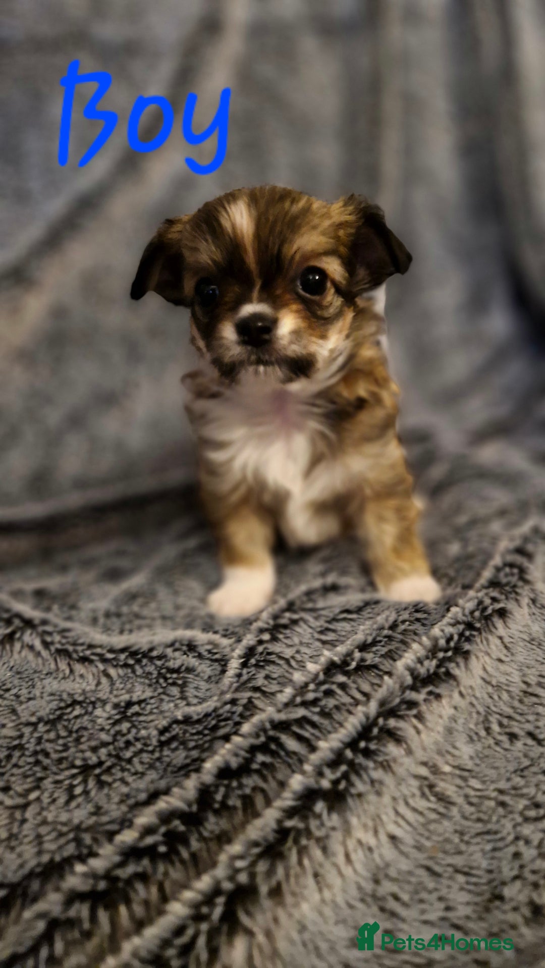 Chihuahua dogs for sale: 🐶READY TO LEAVE🐶 LAST ONE Tiny Chihuahua Puppies - Advert 10