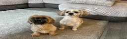 Shih Tzu dogs for sale: *Stunning litter of shihtzus* in Leighton Buzzard - Advert 10