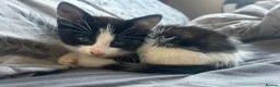 Mixed Breed cats for sale: Cute kittens  in Larne - Advert 4