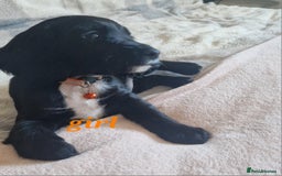 Sprocker dogs for sale: Sprocker puppies  - Image 8