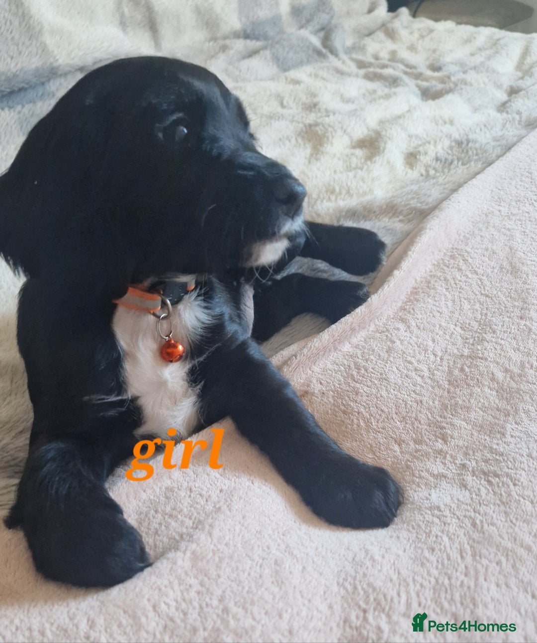 Sprocker dogs for sale: Sprocker puppies  - Image 8