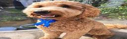 Labradoodle dogs for sale: 🌈 THERAPY/ASSISTANCE PUPS🌈PROVEN🌈 - Advert 6