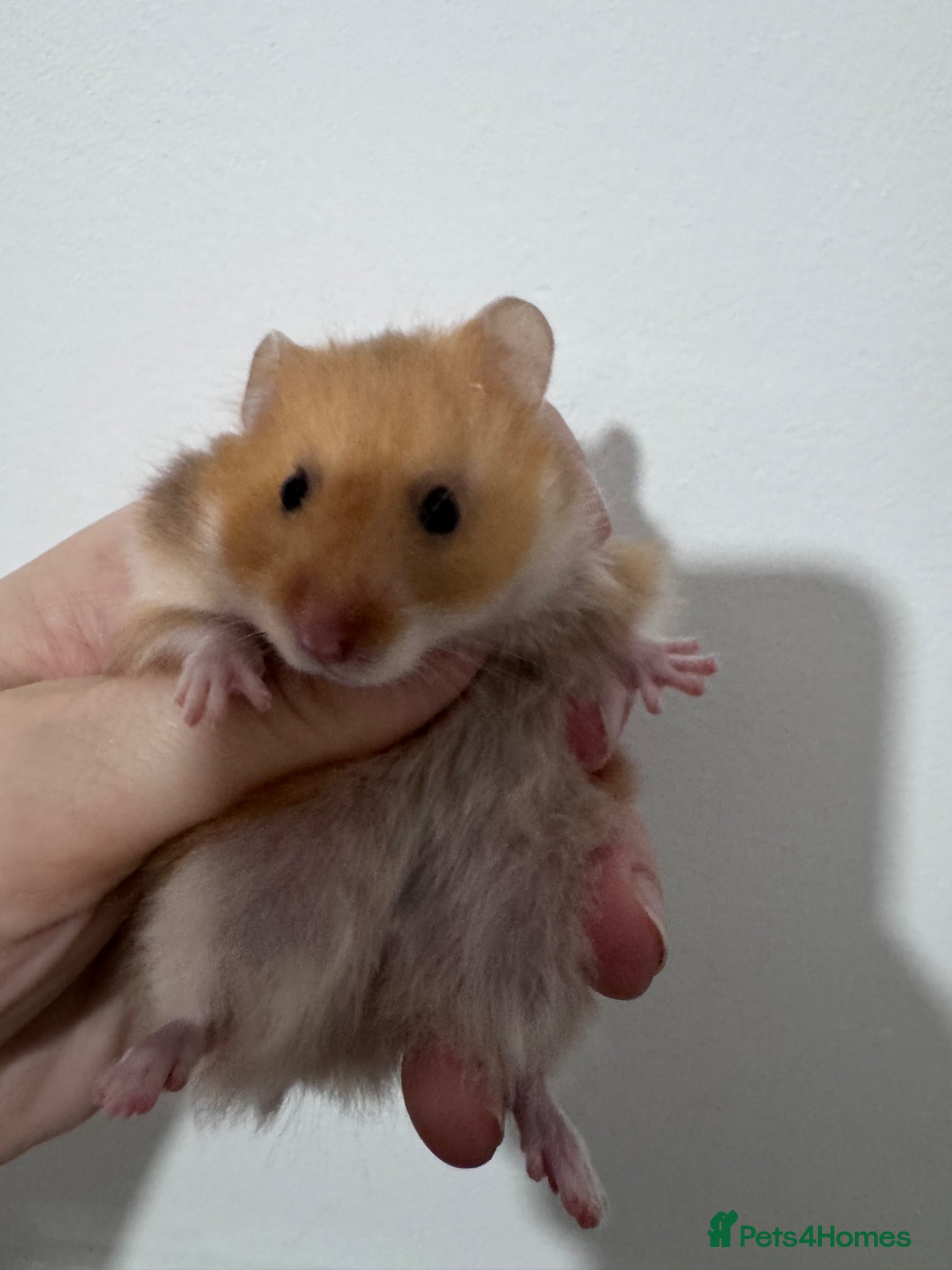 Hamster rodents female baby syrian hamsters - Advert 1