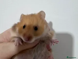 Hamster rodents female baby syrian hamsters - Advert 1