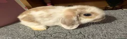 Mixed Breed rabbits for sale: Mini lop/lion lop bunnies - Advert 8