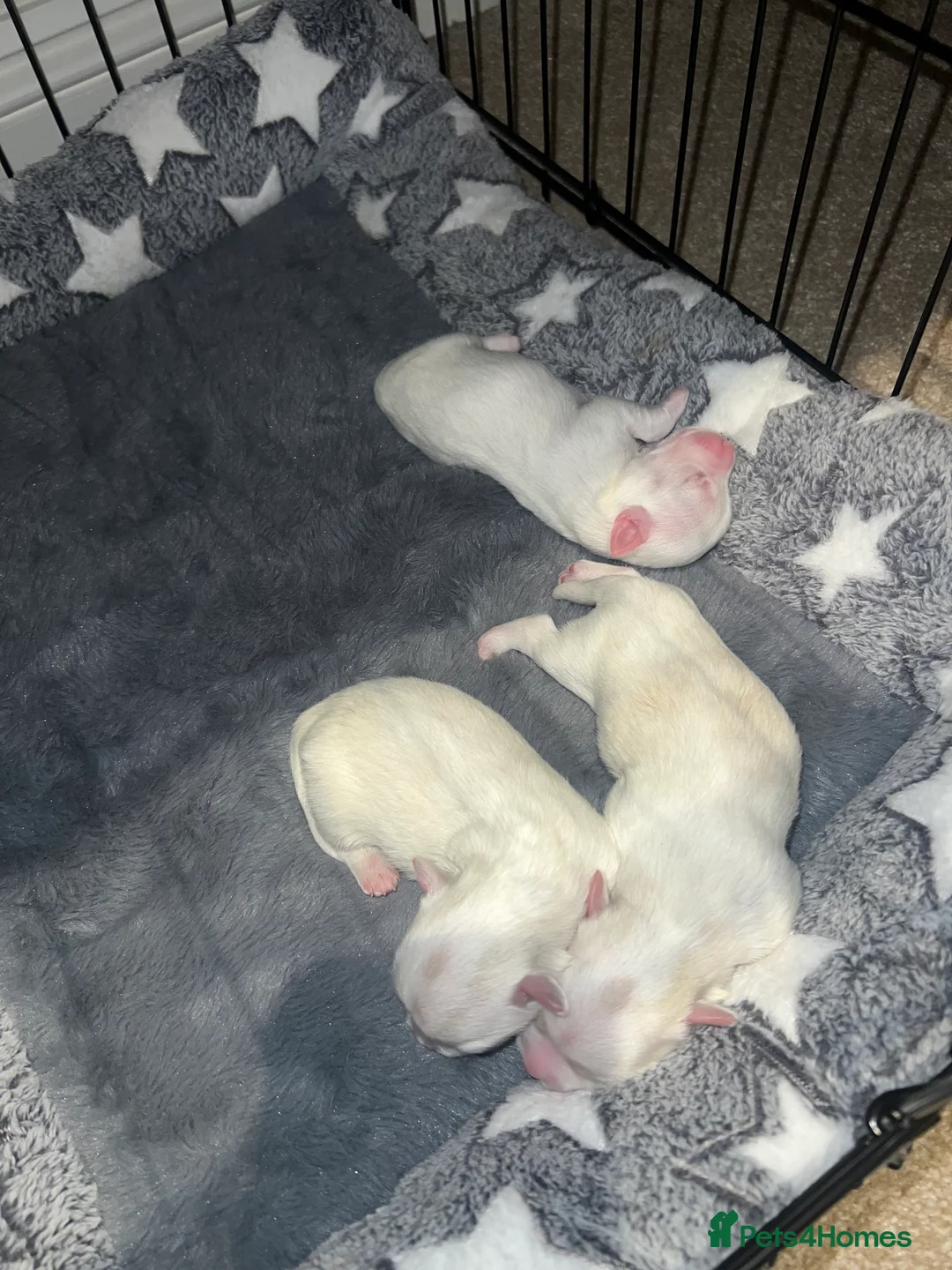 Bichon Frise dogs for sale: Bichon for sale only 1 girl left  - Advert 3