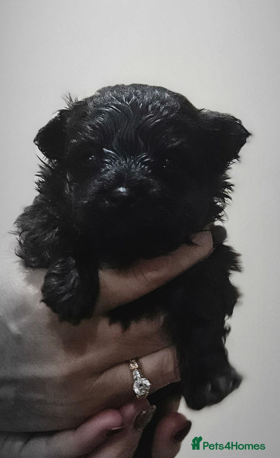 Pomapoo dogs for sale: Pompoo puppies  - Image 4