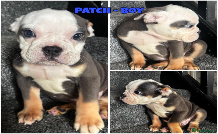 Olde English Bulldogge dogs - Advert 2