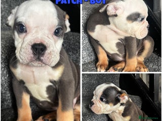 Olde English Bulldogge dogs - Advert 3
