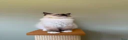 Ragdoll cats for sale: Beautiful Ragdoll Kittens - Advert 5