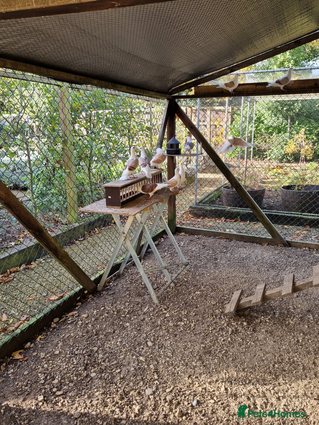 Pigeons birds for sale: sadleback hommers for sale - Advert 17