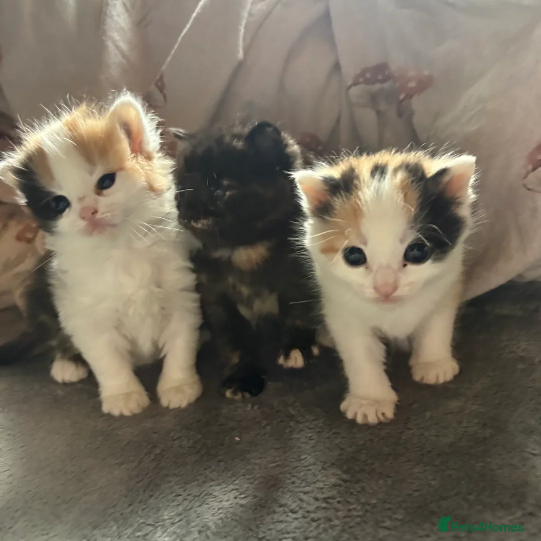 Mixed Breed cats for sale: Beautiful girls for a sale  - Advert 7