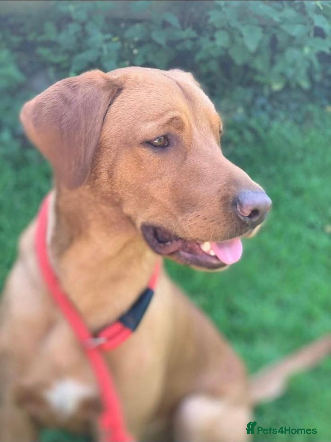 Labrador Retriever dogs for sale: KC Reg Working Fox Red & Yellow Lab Puppies - Advert 2