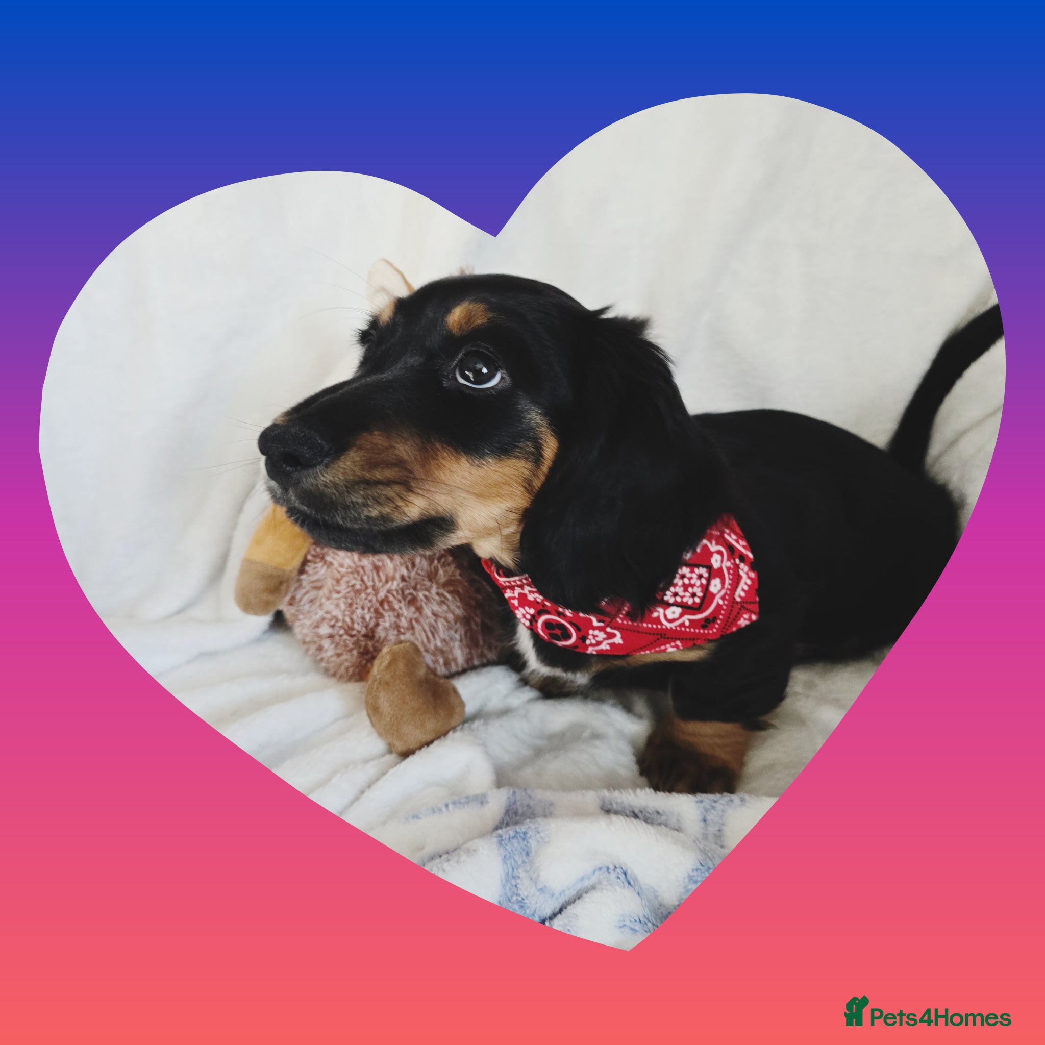 Miniature Dachshund dogs for sale: 💥REDUCED!💥 LAST PUP KC Mini Longhaired Dachshund - Advert 1