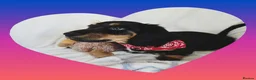 Miniature Dachshund dogs for sale: 💥REDUCED!💥 LAST PUP KC Mini Longhaired Dachshund - Advert 1