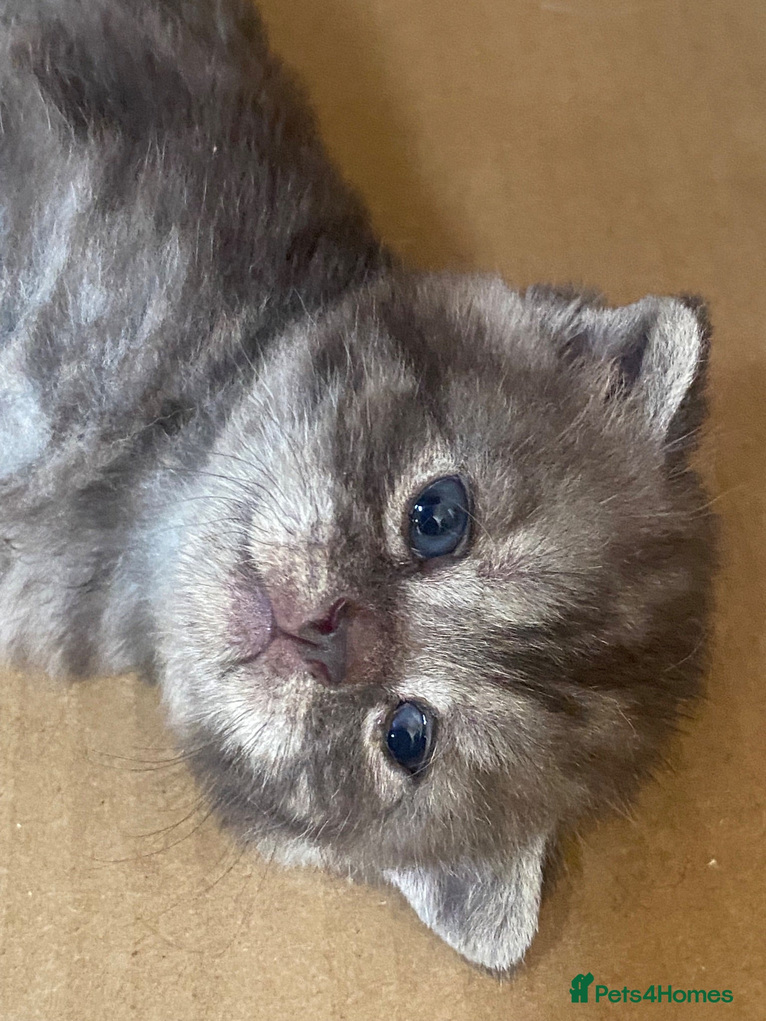 British Shorthair cats Litter of kittens - Advert 9