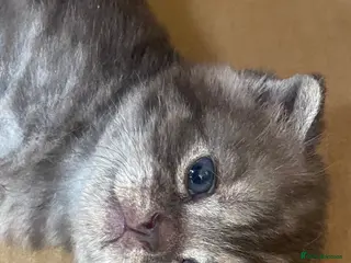 British Shorthair cats Litter of kittens - Advert 9