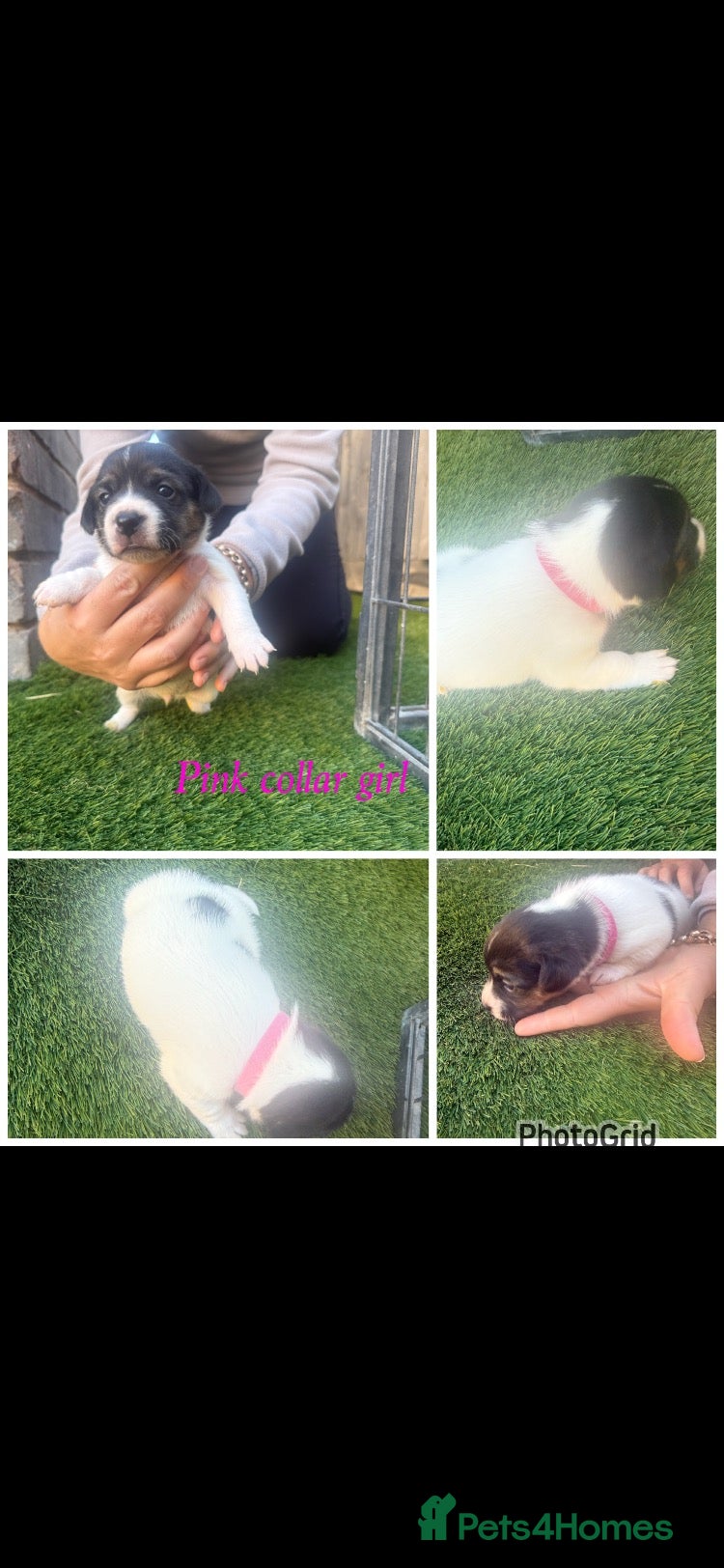 Jack Russell dogs 5 stunning jack russell puppies  - Advert 10