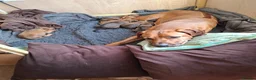 Rhodesian Ridgeback dogs for sale: Rhodesian Ridgeback Puppies KC Health Elb Hip JME in Diss - Advert 17