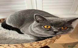 Ragdoll cats for sale: Two Show-Quality Cats Seeking Loving Homes - Image 11