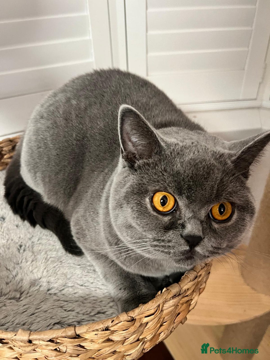 Ragdoll cats for sale: Two Show-Quality Cats Seeking Loving Homes - Image 11