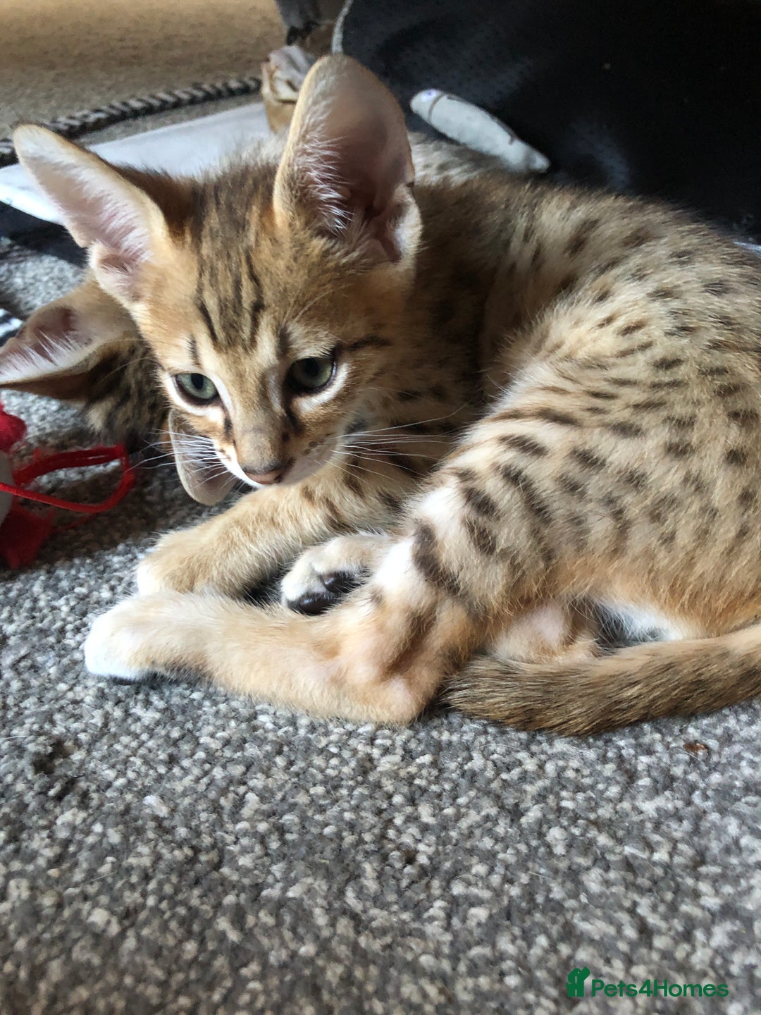 Savannah cats for sale: Beautiful full pedigree savannah kittens  - Image 21