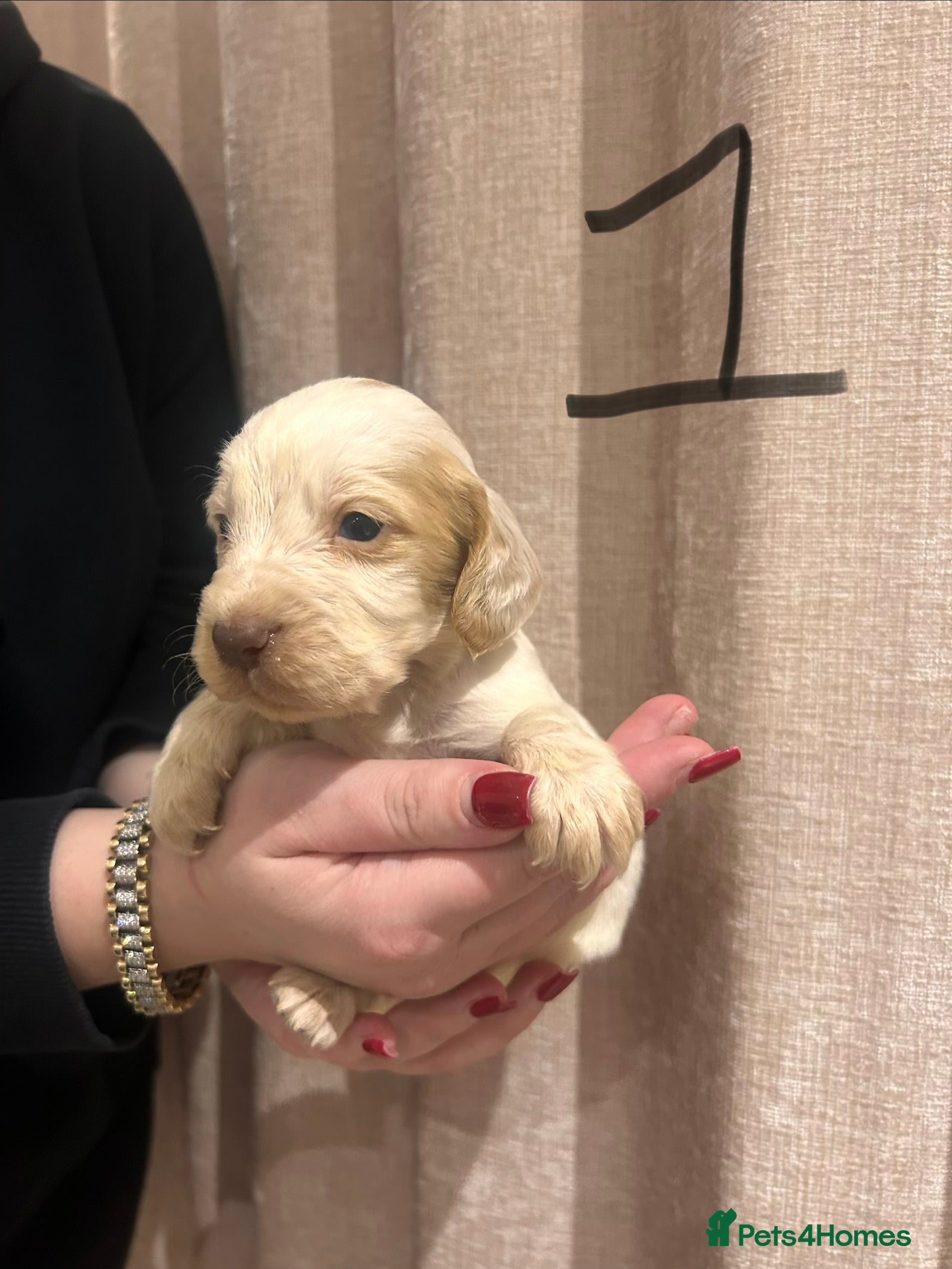 Cocker Spaniel dogs Cocker spaniel puppies - Advert 1