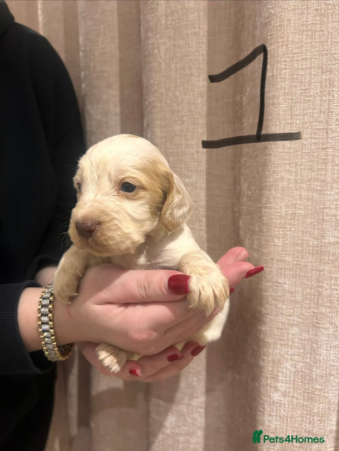 Cocker Spaniel dogs for sale: Cocker spaniel puppies - Advert 1