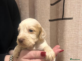 Cocker Spaniel dogs Cocker spaniel puppies - Advert 1