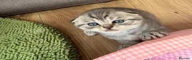 Scottish Fold 3