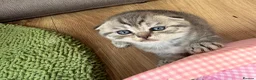 Scottish Fold cats for sale: 😊Tabby Scottish fold  - Advert 36
