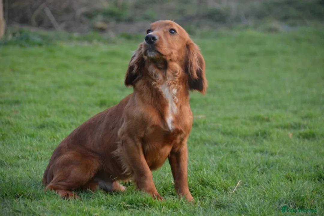 Cocker Spaniel dogs for stud: Attractive, proven red cocker spaniel stud dog in Bristol - Advert 3