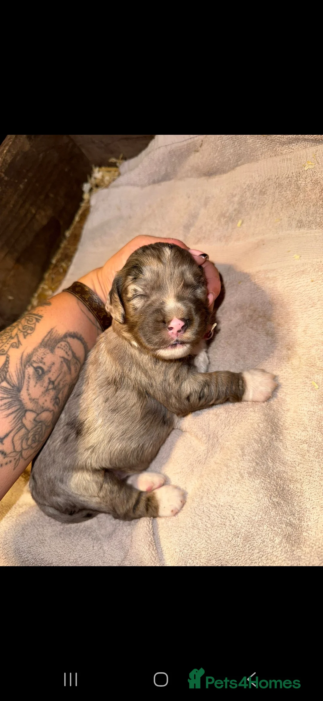 Cocker Spaniel dogs for stud: Merle Cocker stud in Shildon - Advert 31