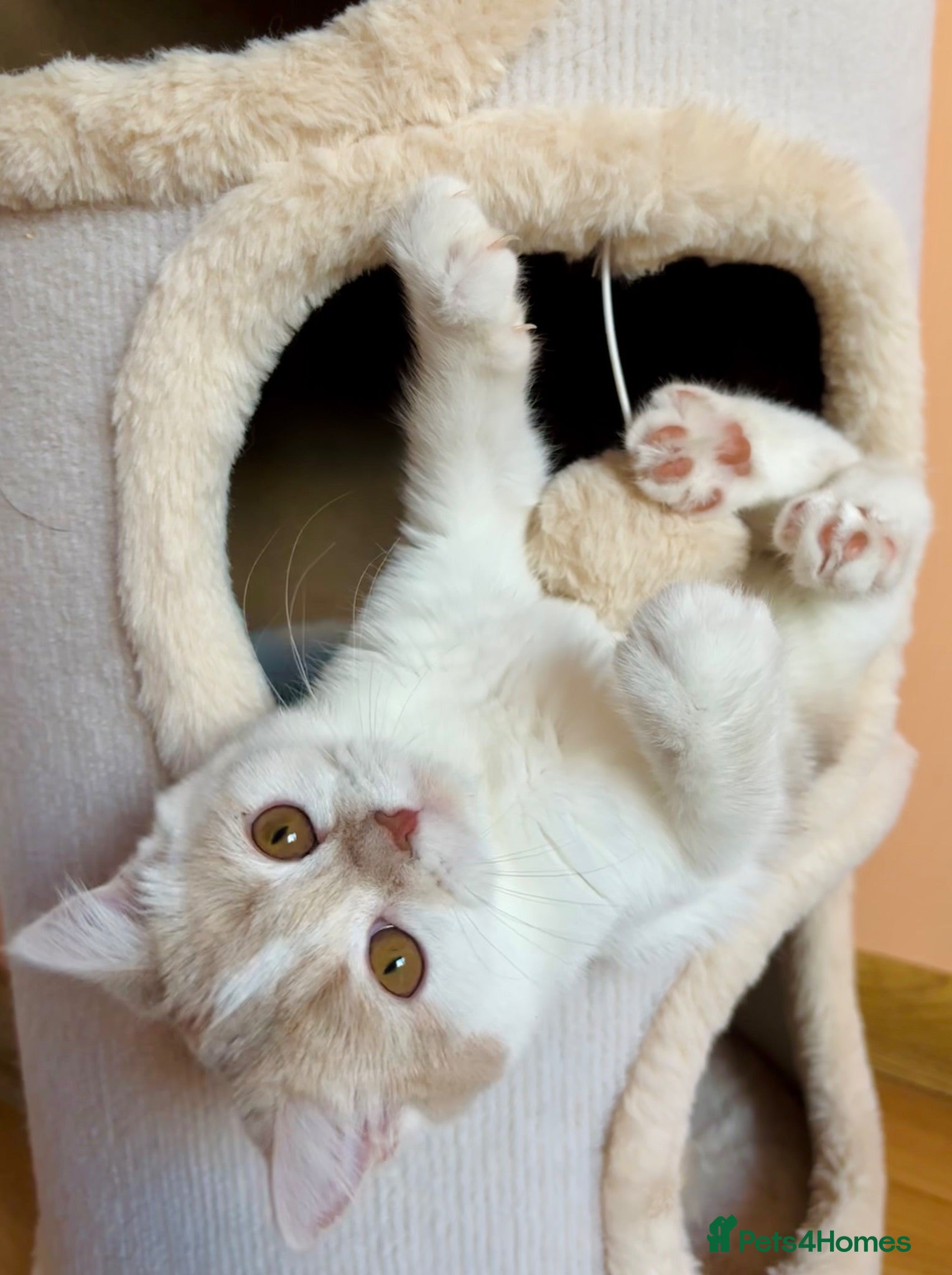Scottish Fold cats Pedigree Adorable Scottish Fold Kittens  - Advert 18