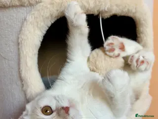 Scottish Fold cats Pedigree Adorable Scottish Fold Kittens - Advert 18