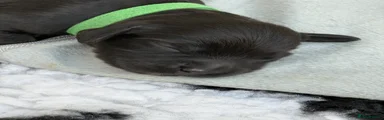 Sprocker 1 Green Collar 