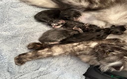 Maine Coon cats for sale: 2 Beautiful pedigree TICA reg Maine Coon kittens - Image 10
